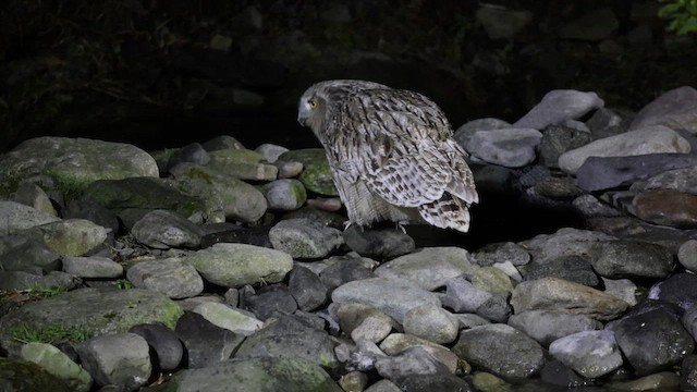 Blakiston's Fish-Owl - ML645249491