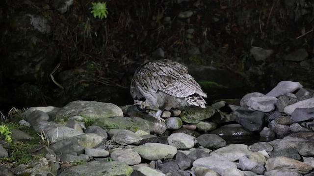 Blakiston's Fish-Owl - ML645249492