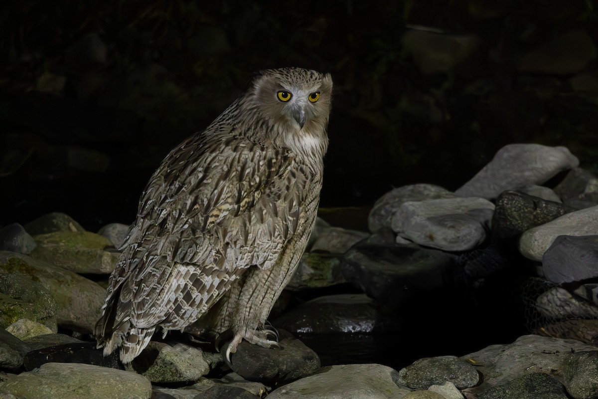 Blakiston's Fish-Owl - ML645249497