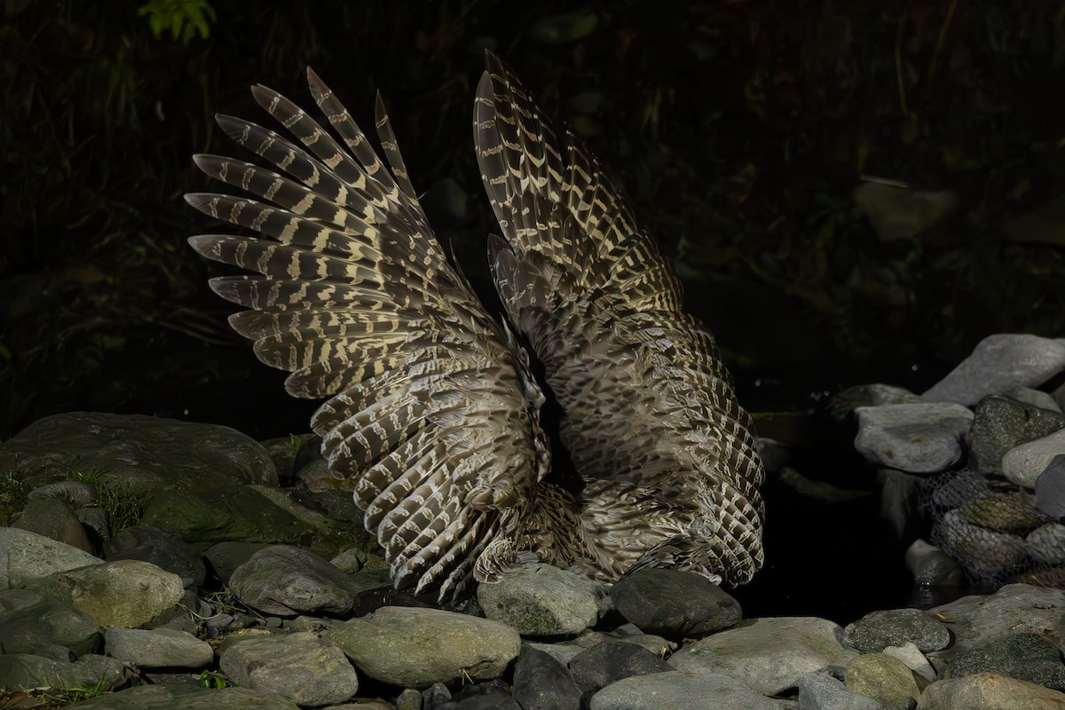 Blakiston's Fish-Owl - ML645249498