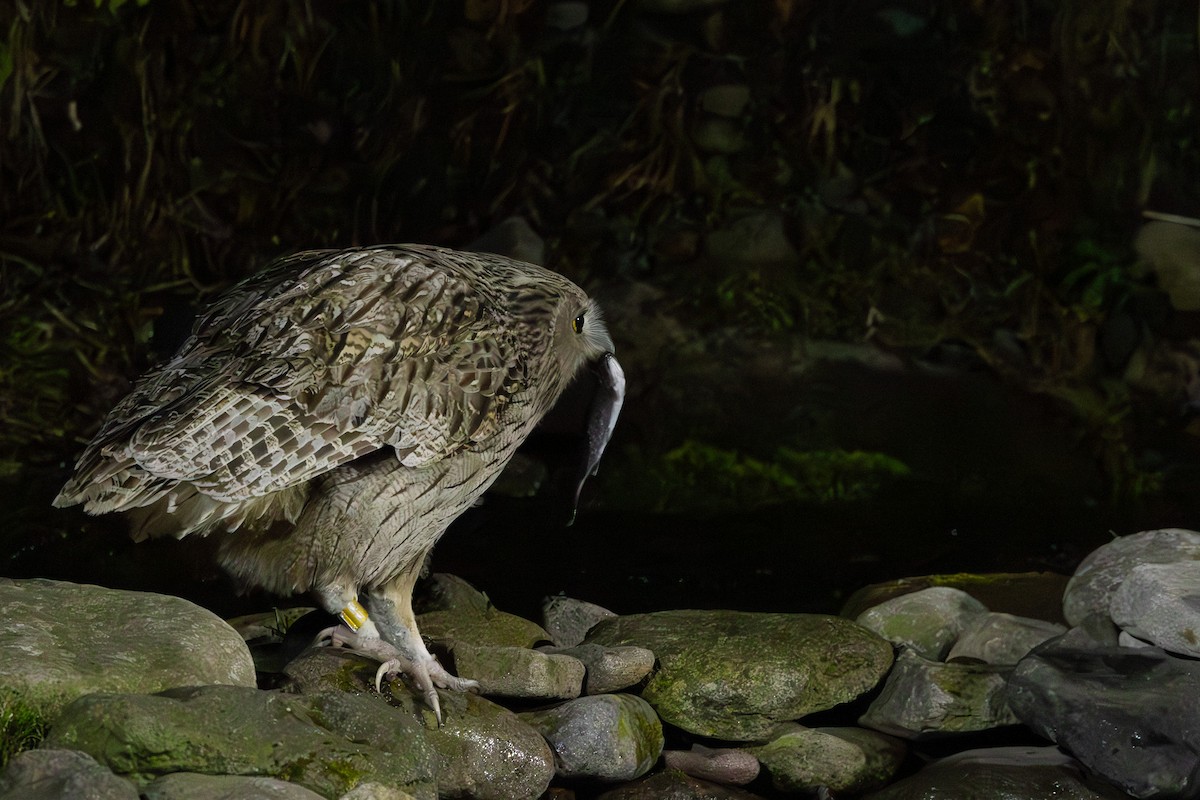 Blakiston's Fish-Owl - ML645249519