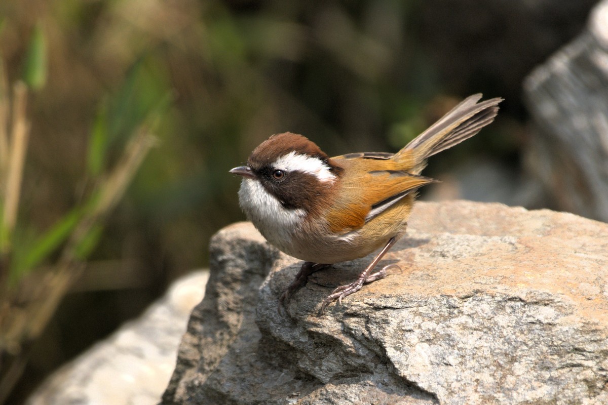 White-browed Fulvetta - ML645249521