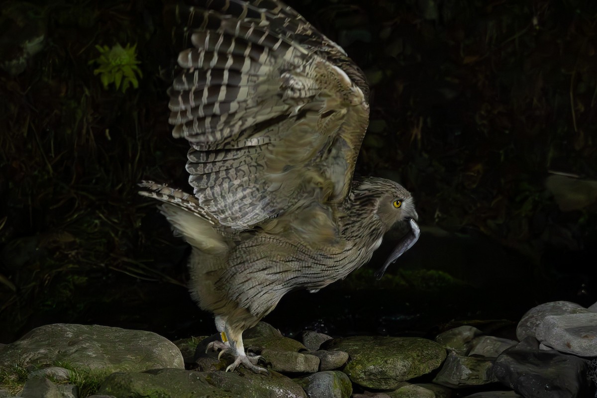 Blakiston's Fish-Owl - ML645249524