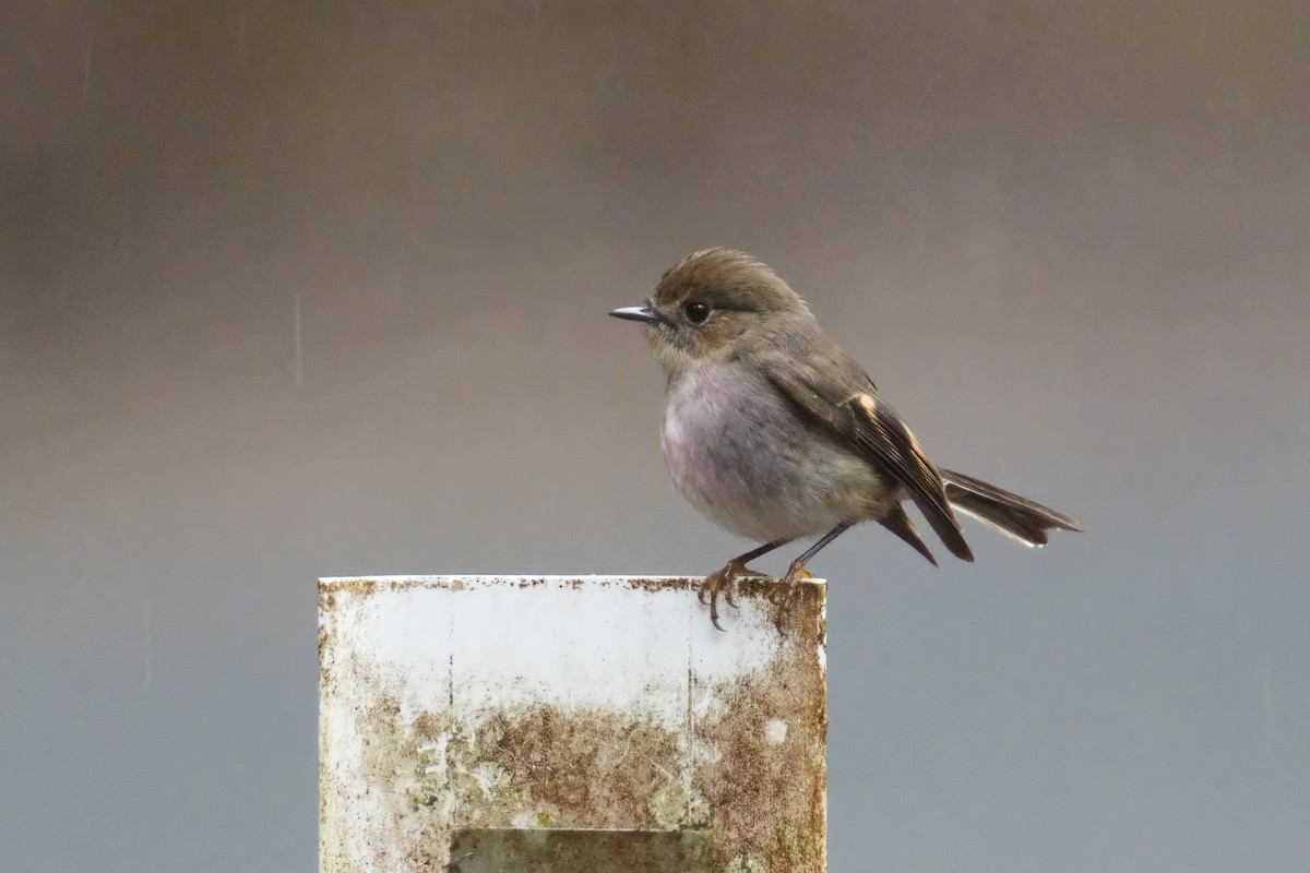 Petroica Encarnada - ML645249530