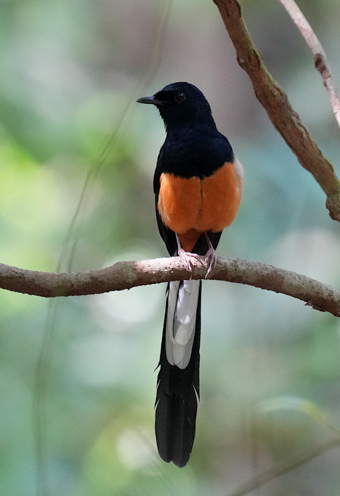 Shama de Ceylan - ML645249533