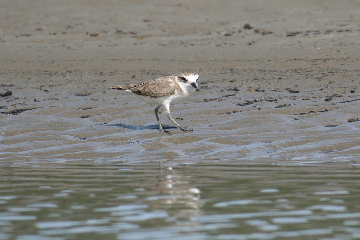 Kentish Plover - ML645249548