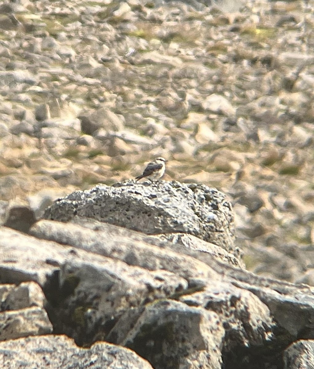 Northern Wheatear - ML645249552