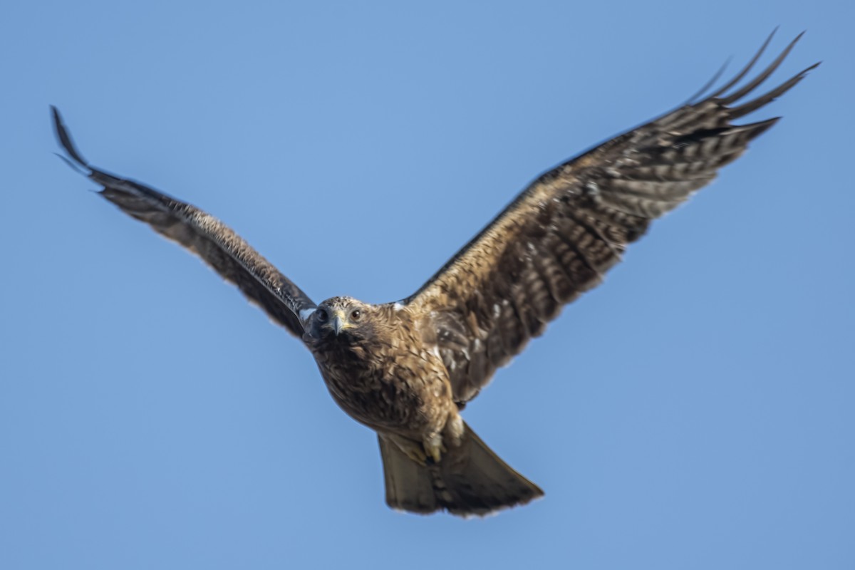 ヒメクマタカ - ML645249555