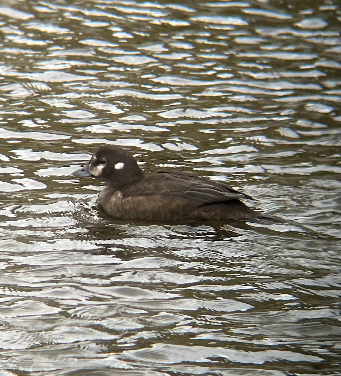 シノリガモ - ML645249556