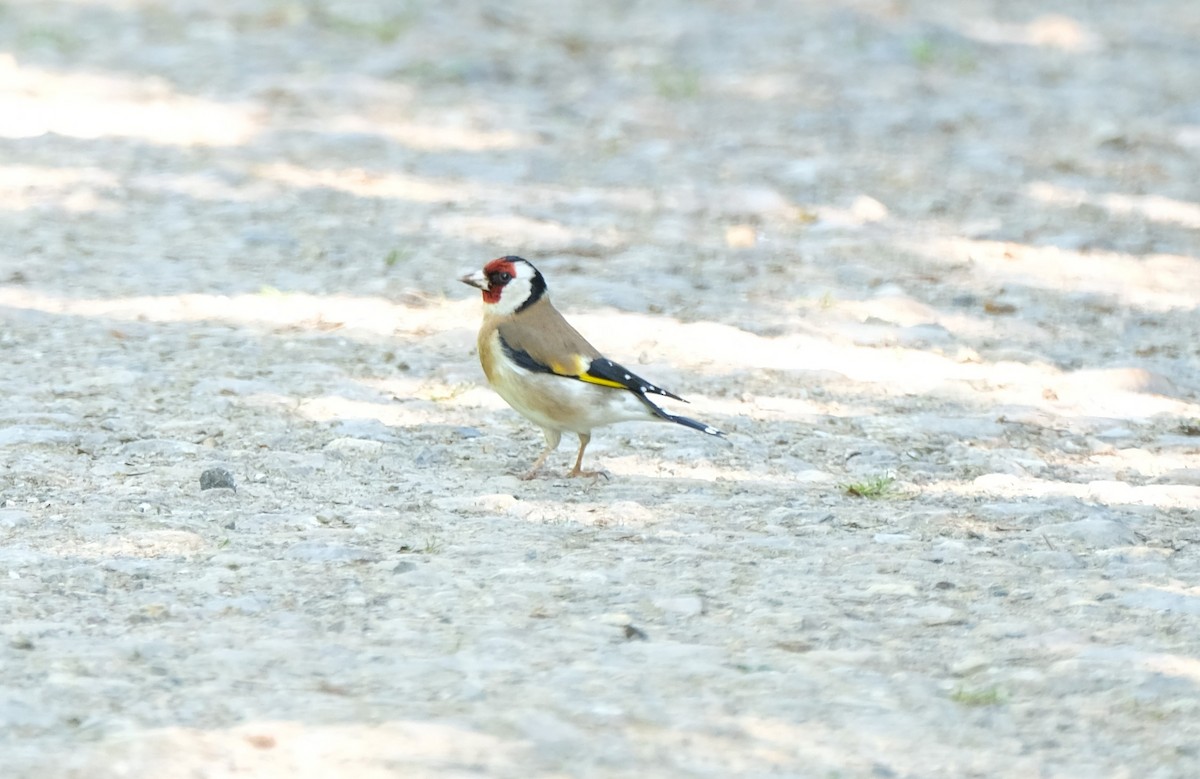 ゴシキヒワ - ML645249557