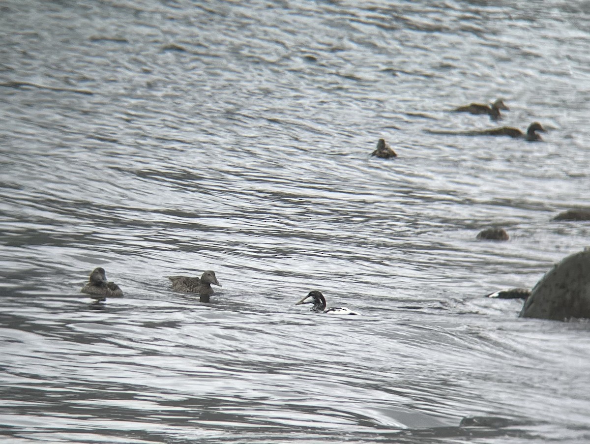 ホンケワタガモ - ML645249558