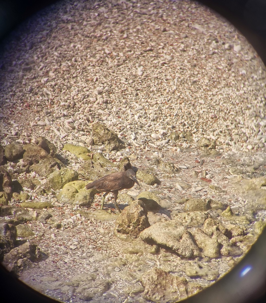 ササゴイ - ML645249566