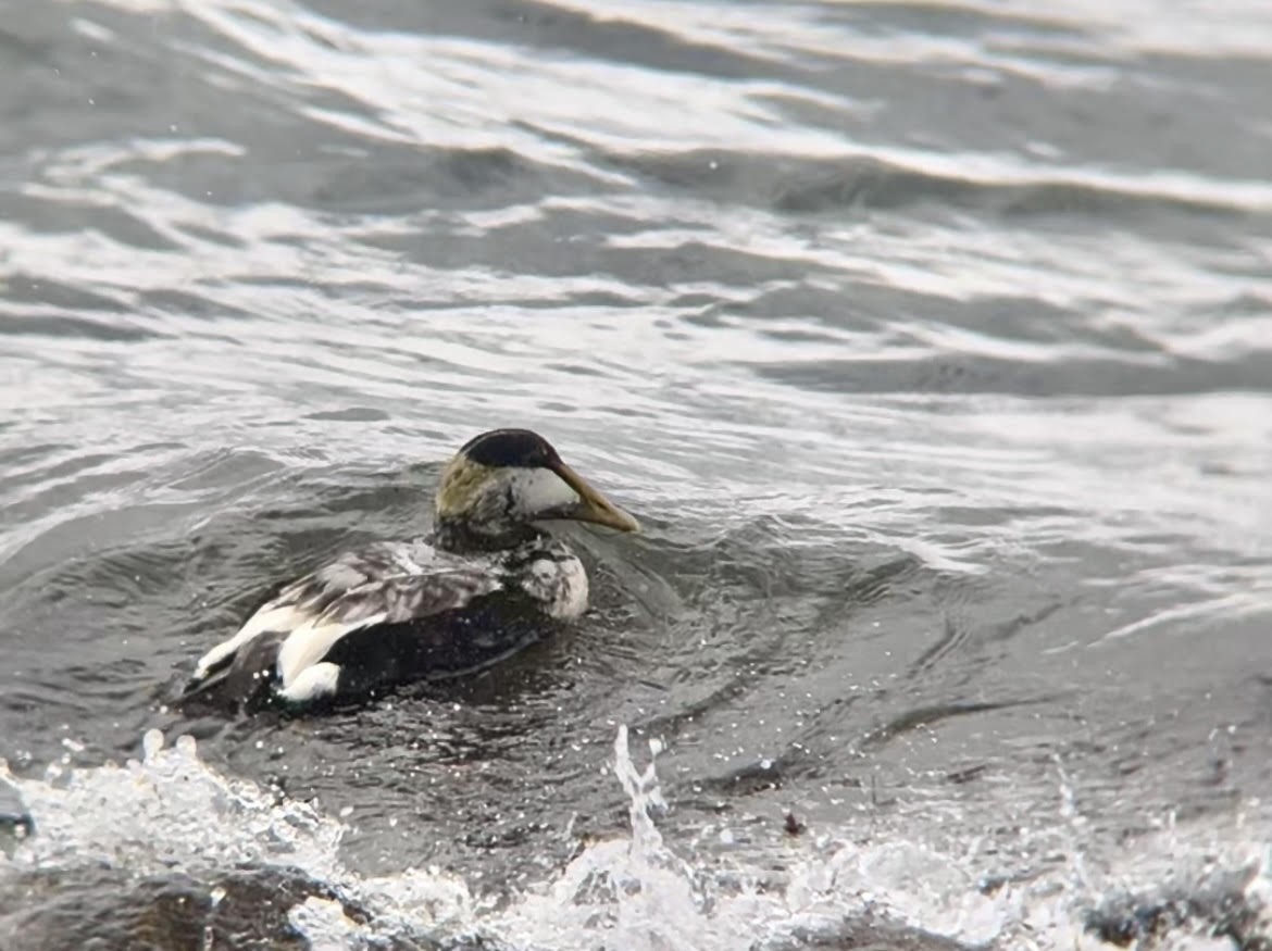 ホンケワタガモ - ML645249567