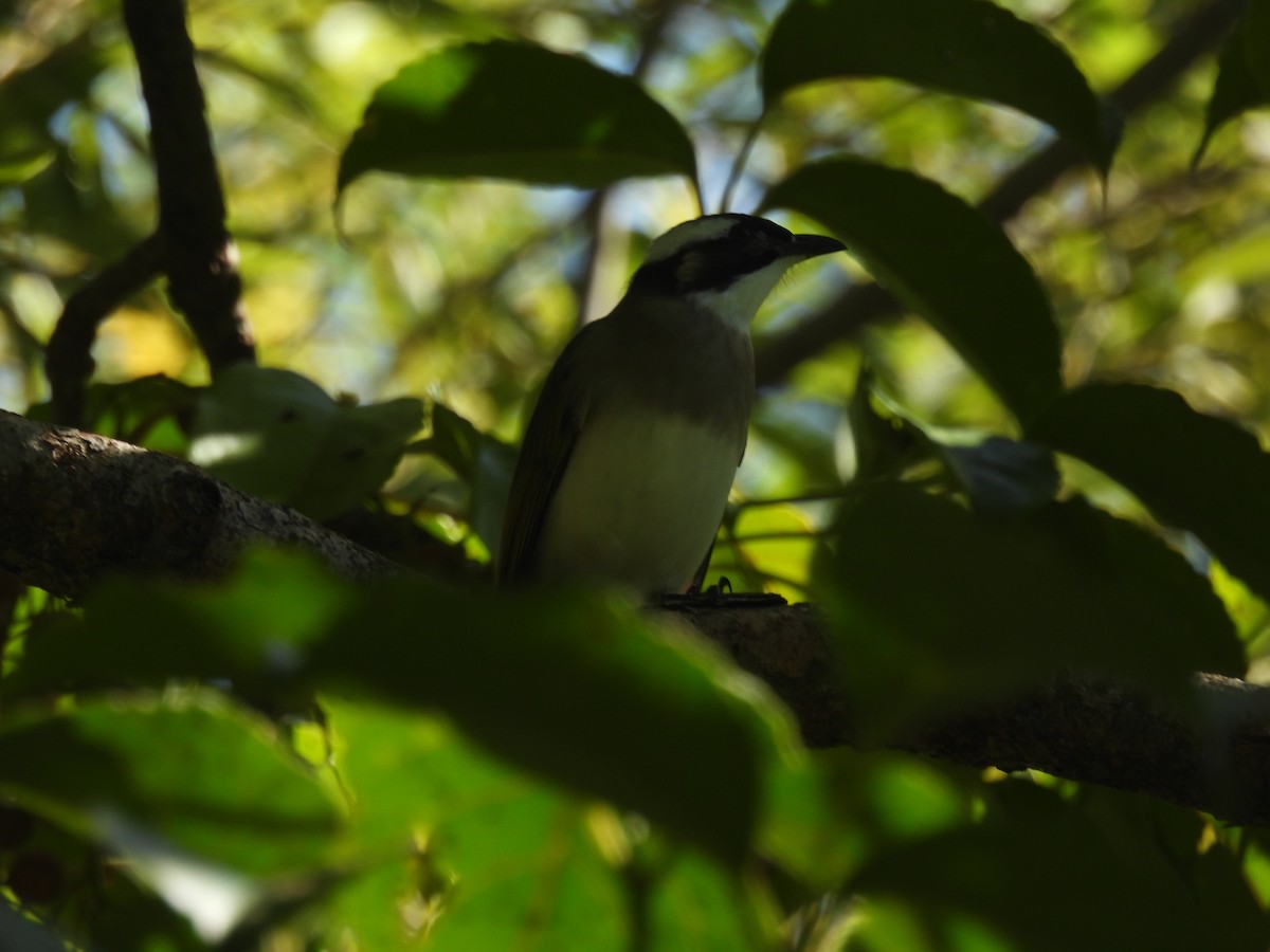 シロガシラ - ML645249569