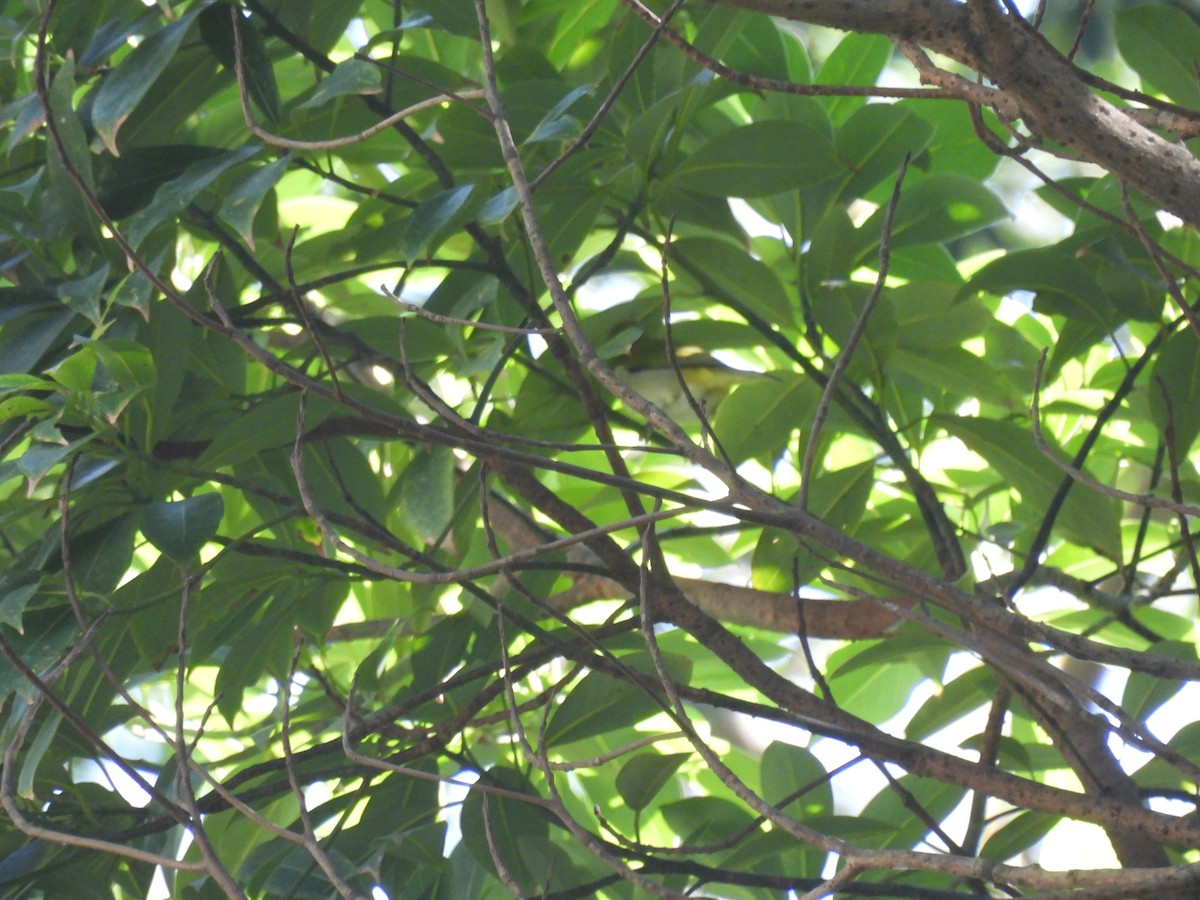 ミナミメジロ - ML645249571