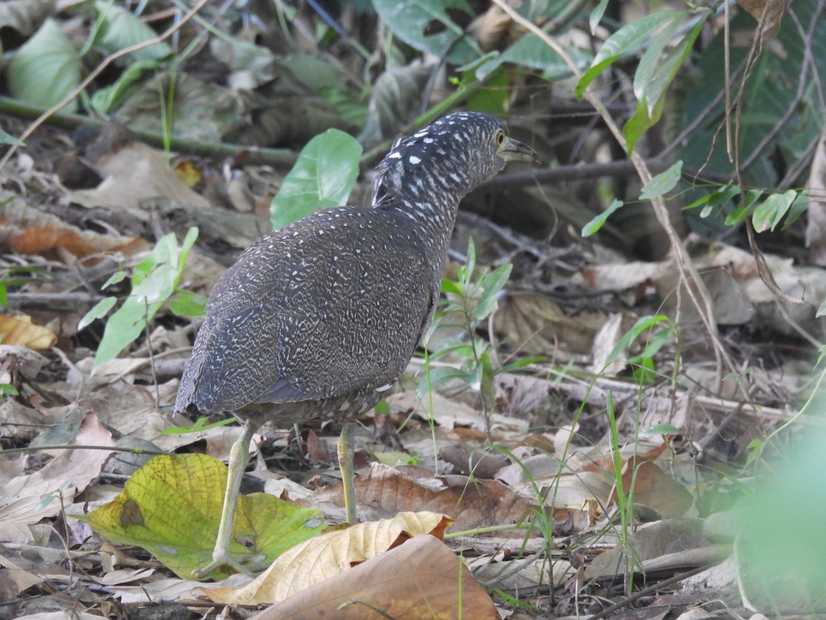 ズグロミゾゴイ - ML645249573