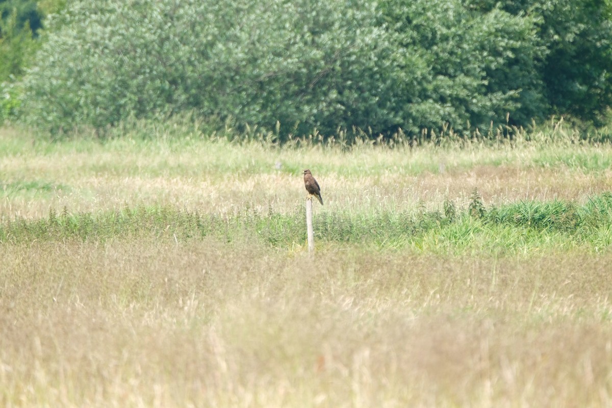 ヨーロッパノスリ - ML645249576