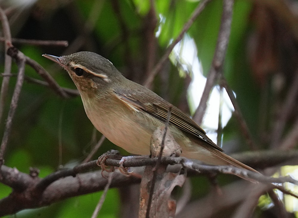 ハシブトムシクイ - ML645249578