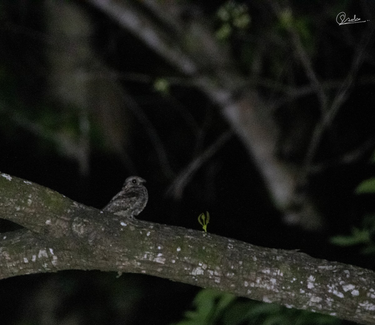 ジャングルヨタカ - ML645249579