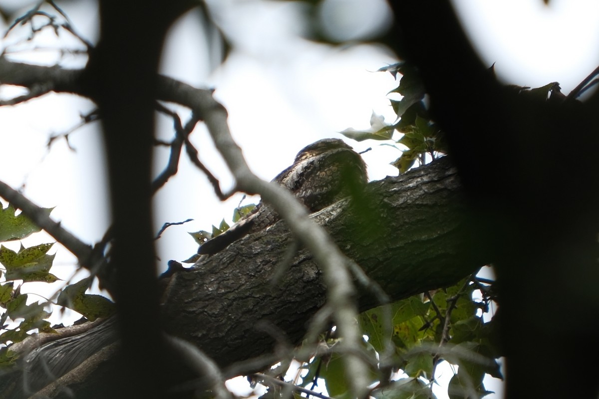 シロアゴヨタカ - ML645249581