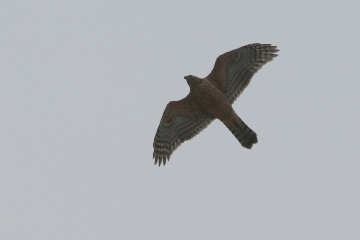 オオタカ - ML645249582