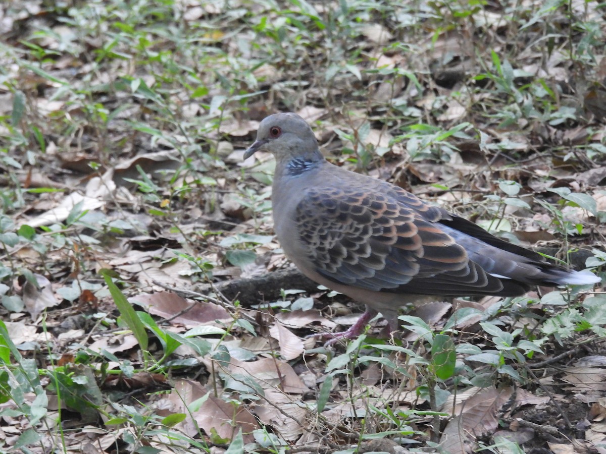 キジバト - ML645249583