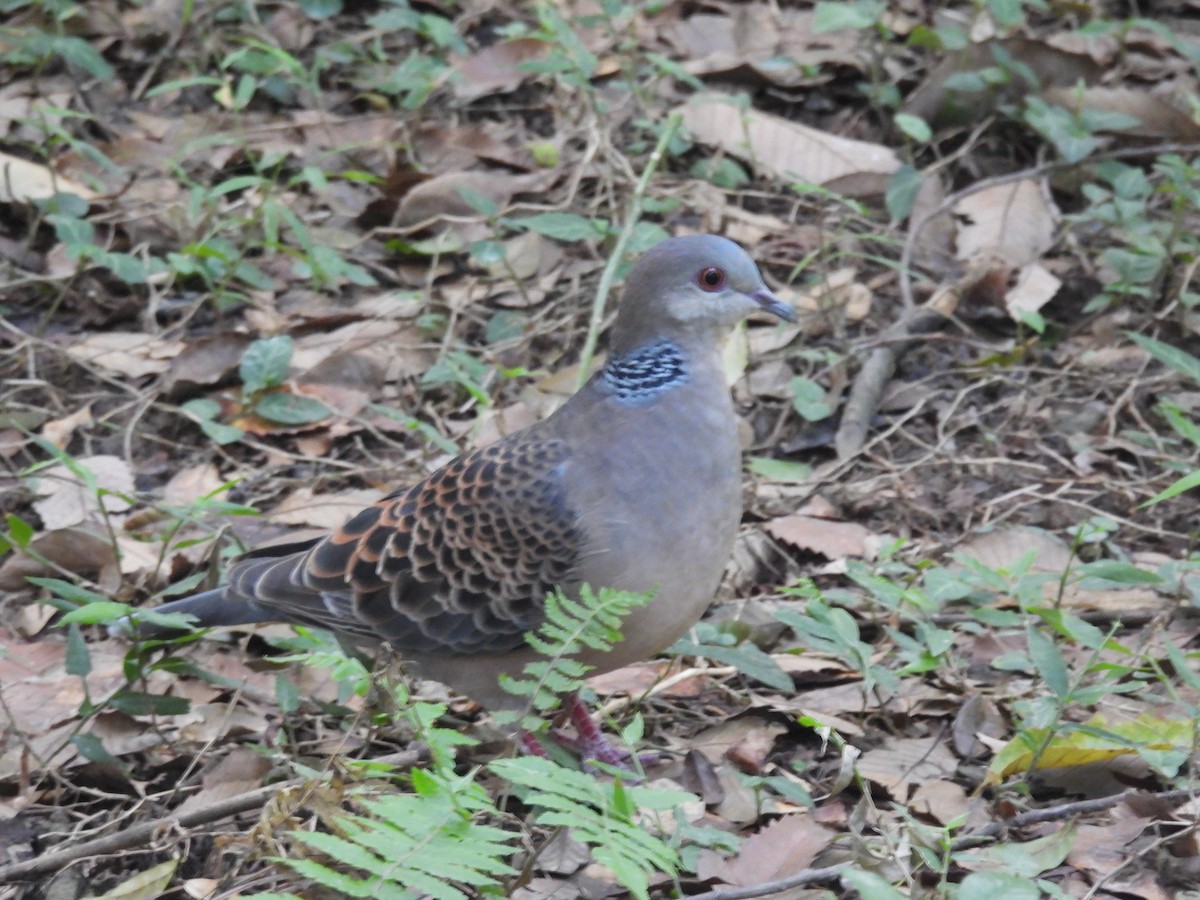 キジバト - ML645249584