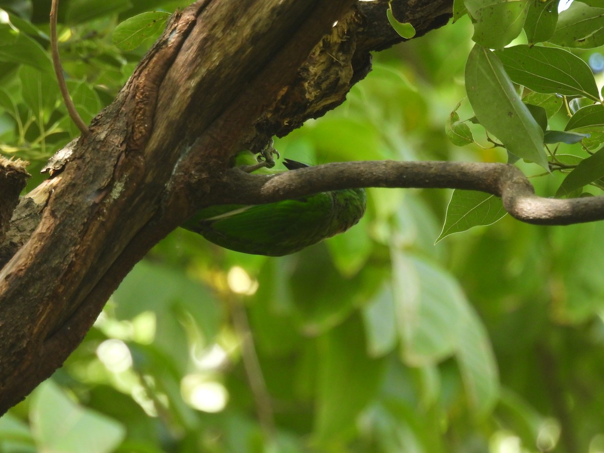 タイワンゴシキドリ - ML645249587