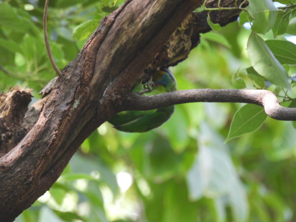 タイワンゴシキドリ - ML645249588