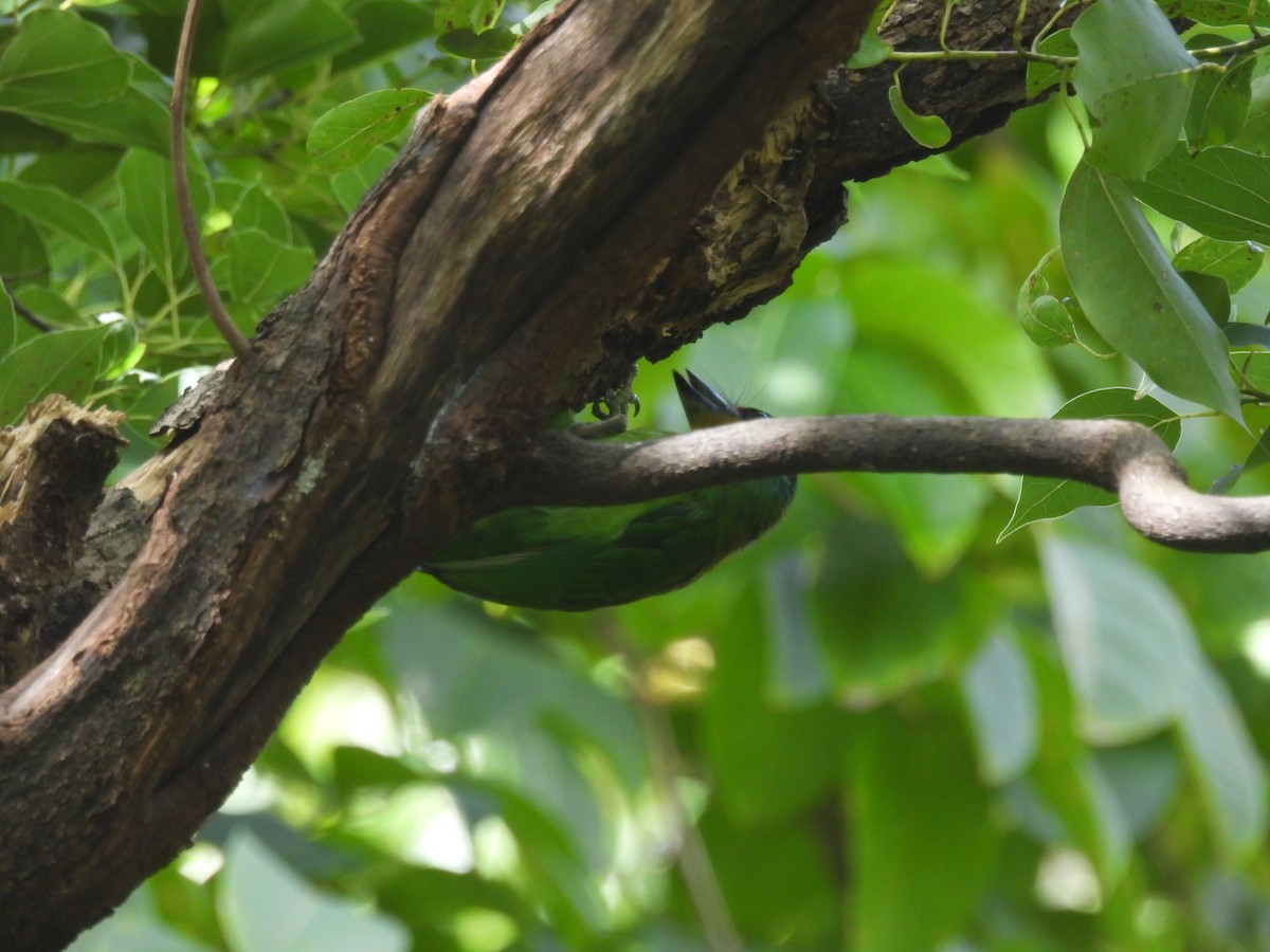 タイワンゴシキドリ - ML645249589