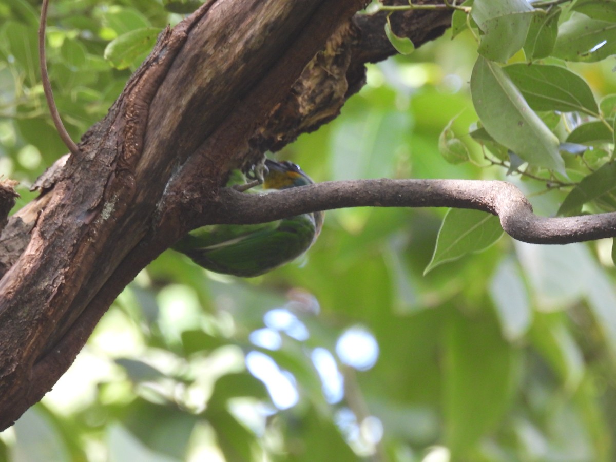 タイワンゴシキドリ - ML645249590