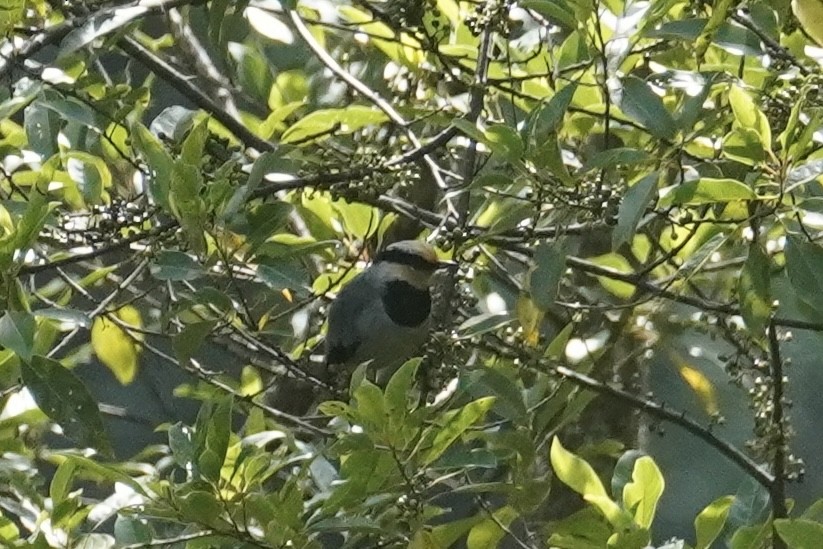 キンガオサンショウクイ - ML645249594