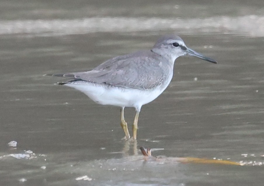 Chevalier de Sibérie - ML645249607