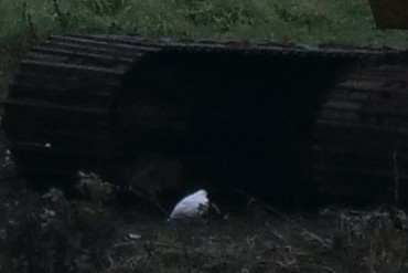 White-tailed Ptarmigan - ML645249611