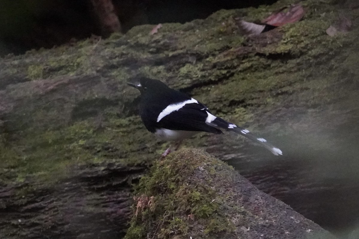 Bornean Forktail - ML645249616