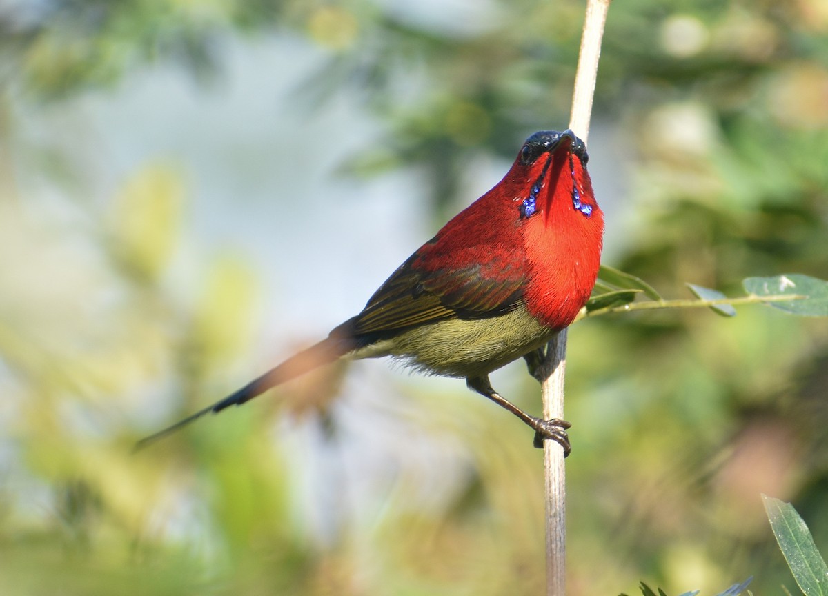 Crimson Sunbird - ML645249630