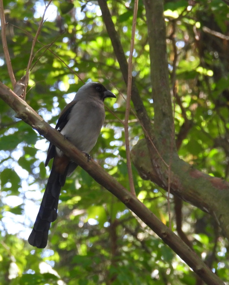 Gray Treepie - ML645249633