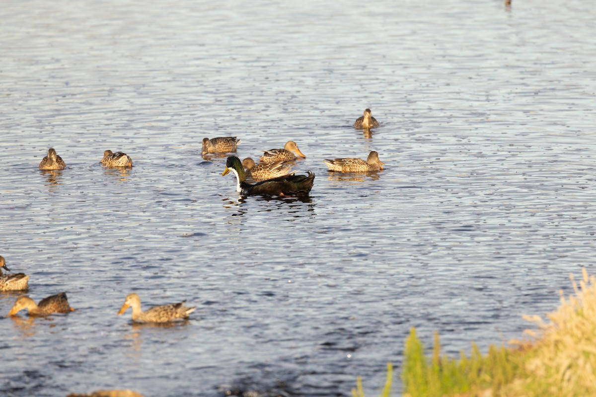 Mallard (Domestic type) - ML645249637