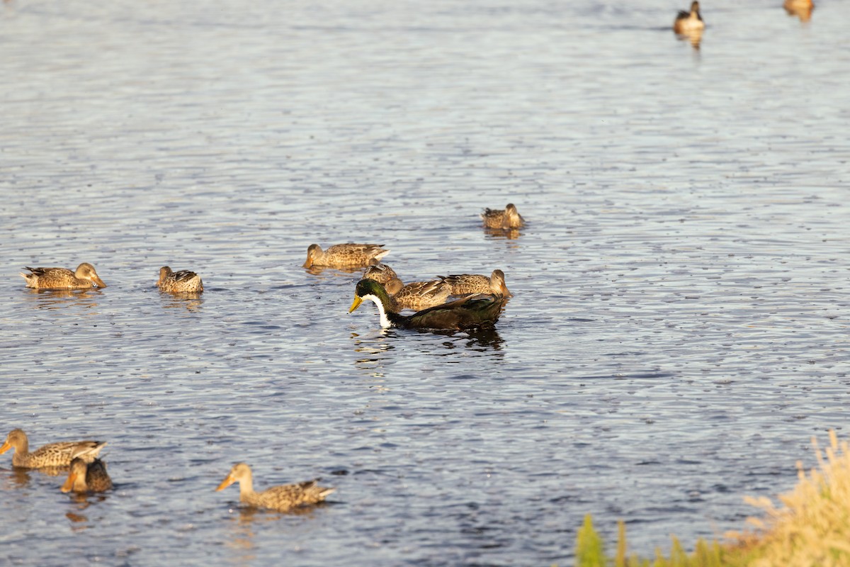 Mallard (Domestic type) - ML645249638