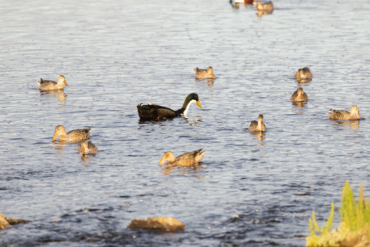 Mallard (Domestic type) - ML645249639