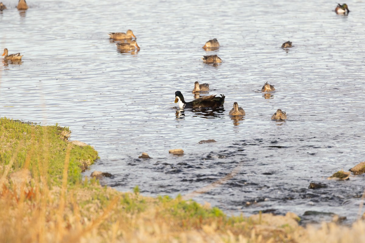 Mallard (Domestic type) - ML645249640