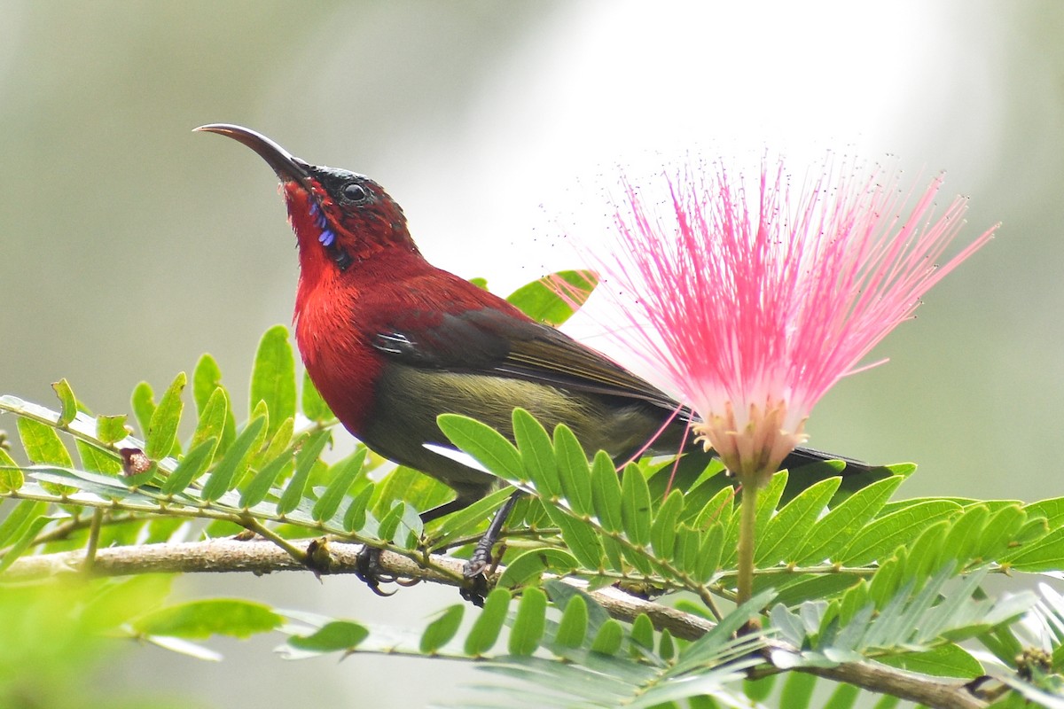 Crimson Sunbird - ML645249647