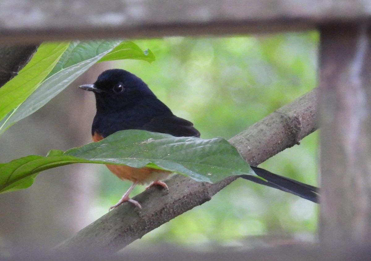 White-rumped Shama - ML645249656