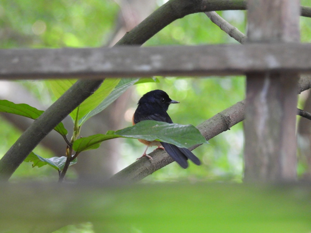 White-rumped Shama - ML645249657