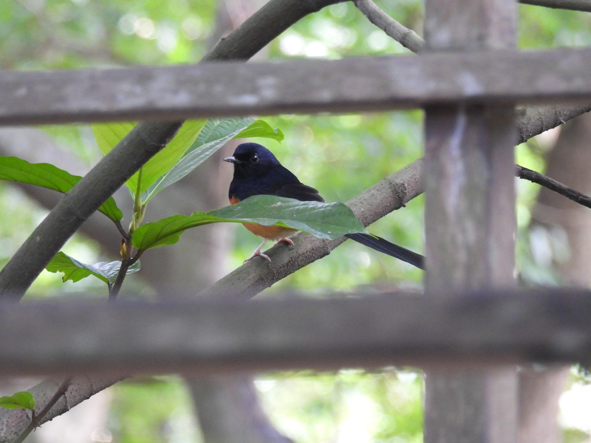 White-rumped Shama - ML645249660