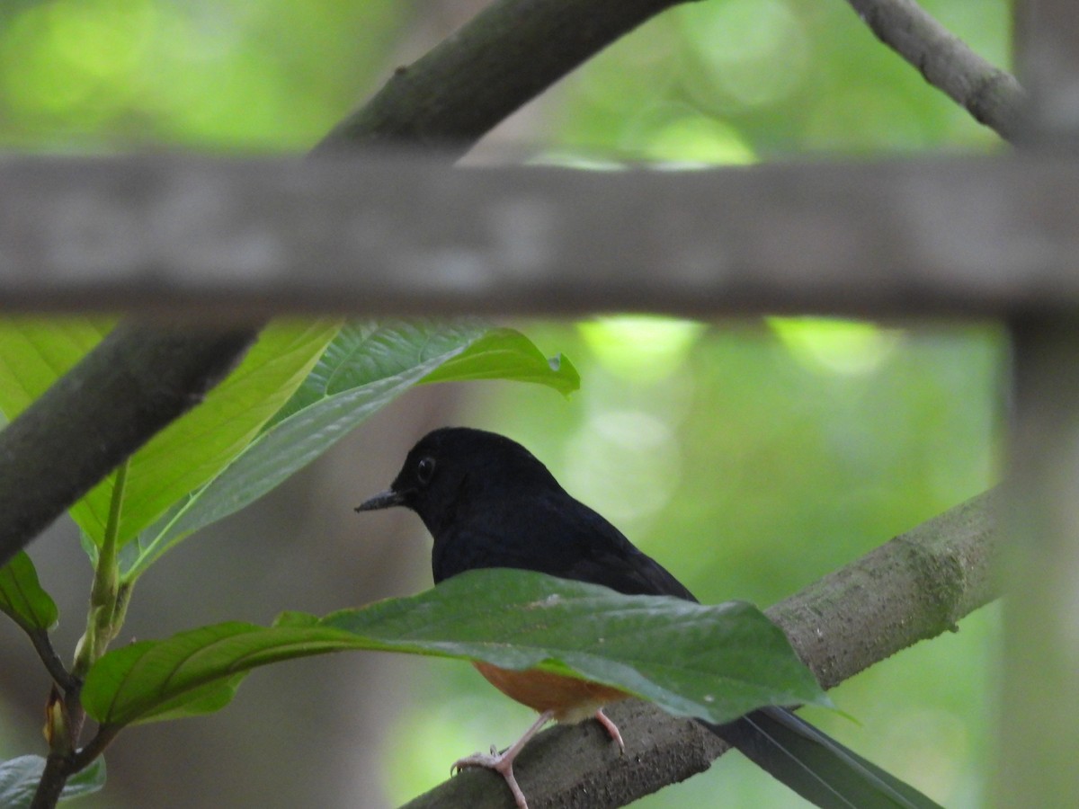 White-rumped Shama - ML645249661
