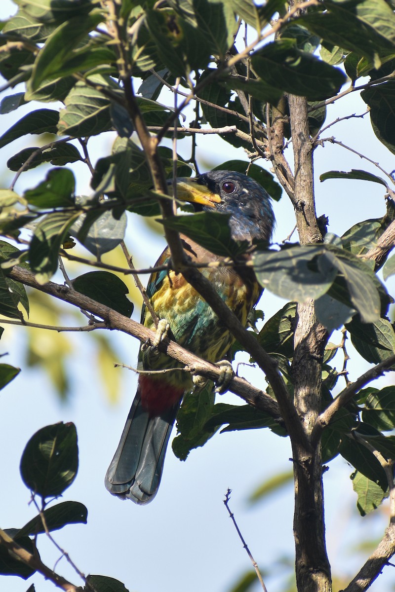 Great Barbet - ML645249669