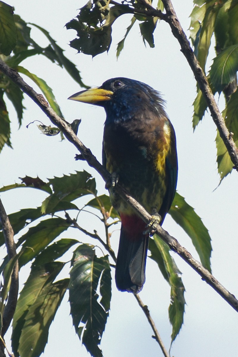 Great Barbet - ML645249670