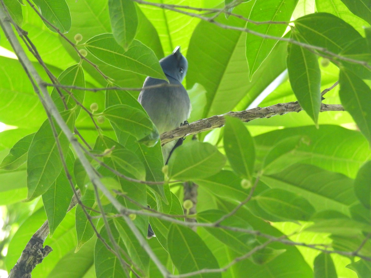 Black-naped Monarch - ML645249674