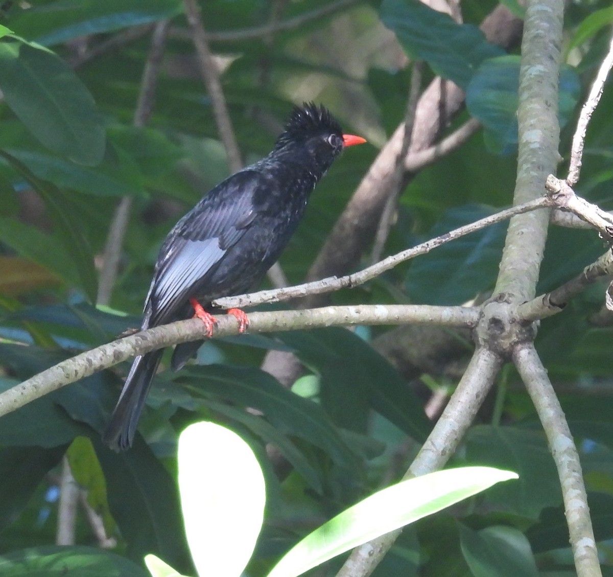 Black Bulbul - ML645249701